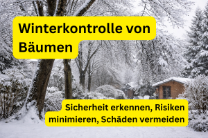 Winterkontrolle von Bäumen